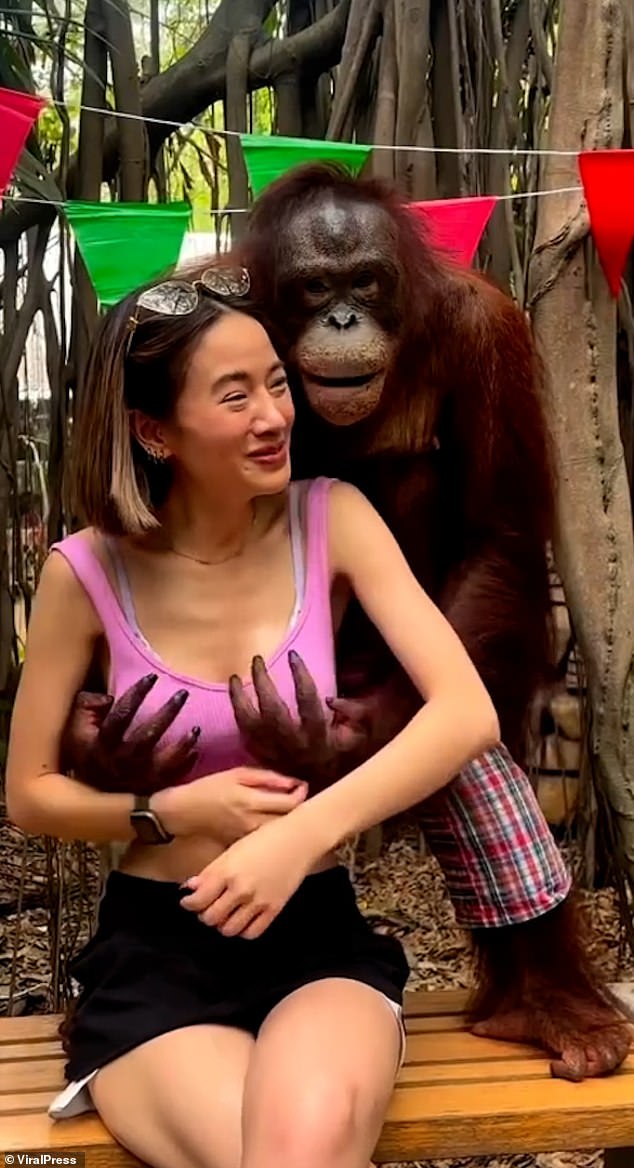 Đười ươi táo tợn sờ ngực phụ nữ rồi cười khúc khích ở vườn thú Thái Lan