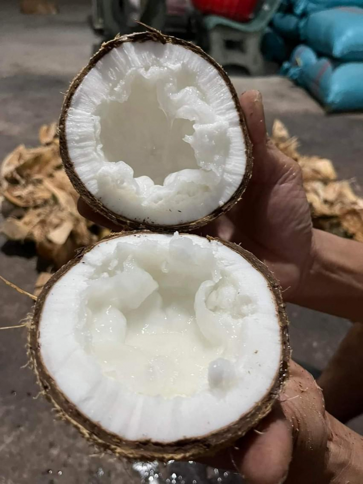 Một số điểm bán phân loại giá của dừa sáp theo độ sệt của cơm dừa. Ảnh: Ngọc Hân