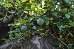 Thị trường - Tiêu dùng - Loại quả dại nay hóa "mỏ vàng", làm món giải khát lạ miệng, giá 400.000 đồng/kg