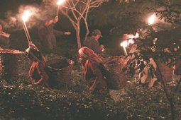 Thị trường - Tiêu dùng - Thứ chỉ hái trong đêm trăng tròn vô cùng kỳ bí, giá mỗi kg hàng chục triệu đồng