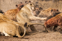 Media - "Kẻ đáng ghét" đi săn theo bầy, sư tử, hà mã "ôm hận"