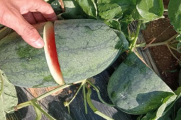 Tin tức trong ngày - Nhóm thiếu niên chặt nát ruộng dưa hấu tìm trái chín để ăn