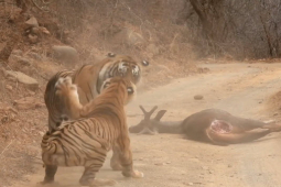 Media - Bị hổ đói trộm con mồi, "chúa sơn lâm" tung đòn khiến đối thủ "quỳ gối"