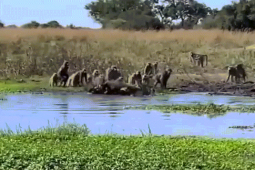 Phi thường - kỳ quặc - Clip: Bị khỉ đầu chó "đánh hội đồng", cá sấu bỏ lại con mồi chạy trốn