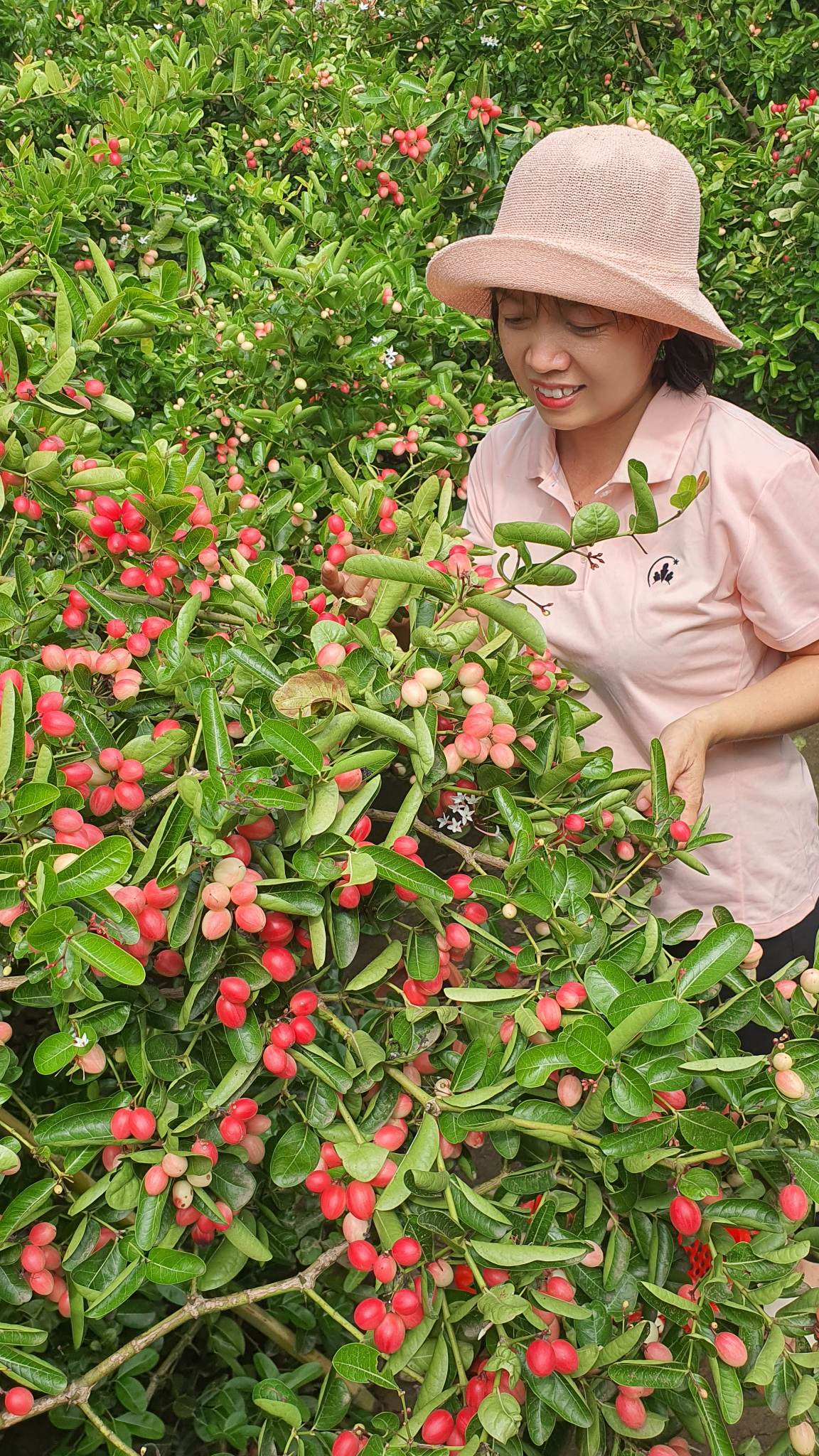 Chị Trinh hiện đang trồng một vườn cây siro rộng khoảng 1.000m2.