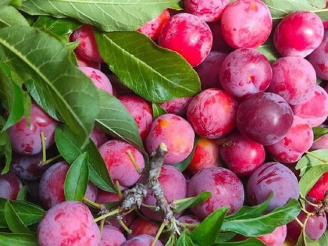 Thị trường - Tiêu dùng - Bất ngờ với loại "cherry" giá chỉ vài chục nghìn đồng ồ ạt bán trên thị trường