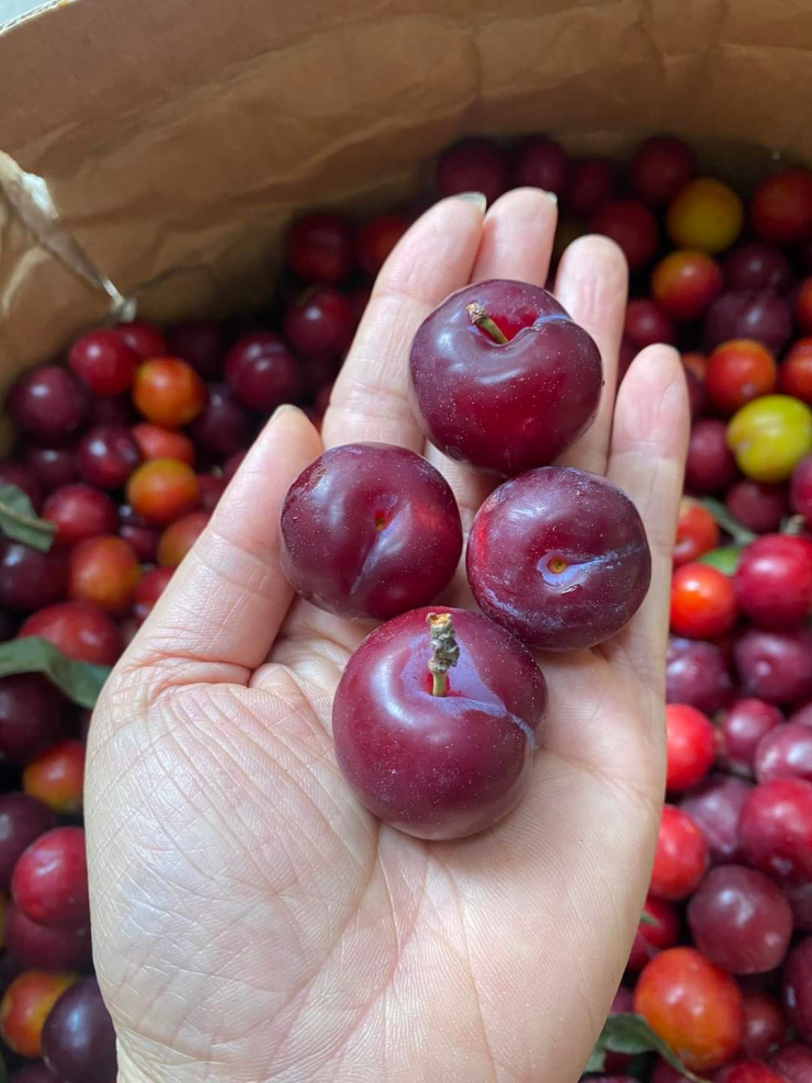 Nếu nhìn thoáng qua, không ít người nhầm lẫn mận cherry với loại trái cây đắt đỏ cherry nhập khẩu