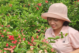 Trồng loại cây “lạ”, người phụ nữ Ninh Thuận thu lãi hơn trăm triệu/năm