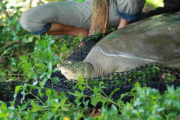 Tin tức trong ngày - Hà Nội chỉ đạo làm rõ nguyên nhân khiến cá thể rùa Đồng Mô chết