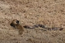 Media - "Miễn nhiễm với độc",  cầy Mangut hành hạ, cắn xé rắn hổ mang