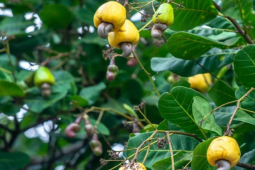 Thị trường - Tiêu dùng - Mặt hàng của Việt Nam được "đại gia" dầu mỏ ồ ạt mua trong 2 tháng đầu năm