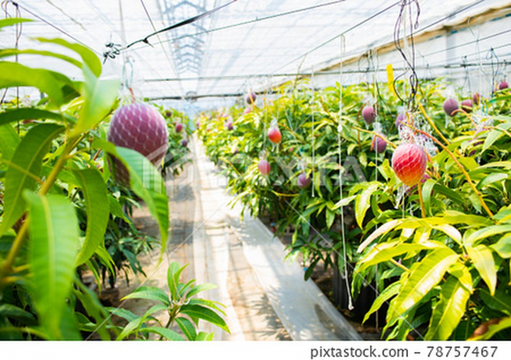 Nakagawa trồng xoài ở vùng Tokachi của Hokkaido từ năm 2011. Ông chuyển sang trồng xoài sau khi rời bỏ công việc kinh doanh dầu mỏ. Ảnh: Pixta