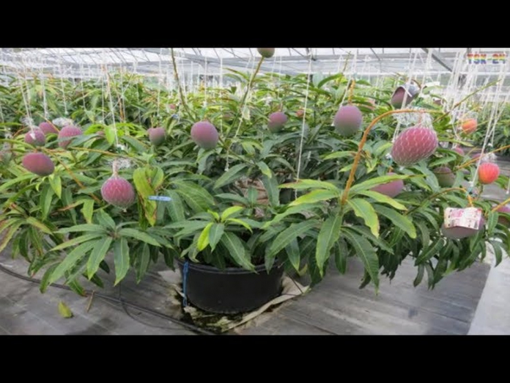 Bí quyết để có những quả xoài đắt nhất thế giới là Nakagawa sử dụng hai trong số các nguồn tài nguyên thiên nhiên nổi tiếng của Hokkaido: tuyết và suối nước nóng onsen. Ảnh: Twitter