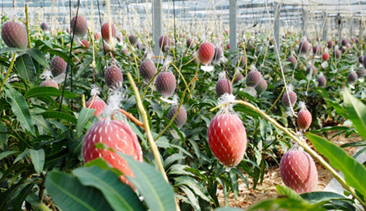 Độ ẩm thấp tại Hokkaido cũng làm giảm nhu cầu về hóa chất loại bỏ nấm mốc. Thêm vào đó, thu hoạch vào mùa đông – khi nông dân có ít công việc hơn, giúp tiếp cận lao động tốt hơn trong bối cảnh Nhật Bản thiếu nhân công. Ảnh: Japan Times