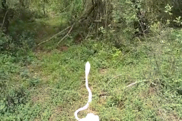 Phi thường - kỳ quặc - Video: Rắn hổ mang bạch tạng cực hiếm xuất hiện sau cơn mưa