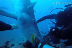 Phi thường - kỳ quặc - Clip: Khi đang lặn dưới biển, du khách bị cá mập ngoạm đầu
