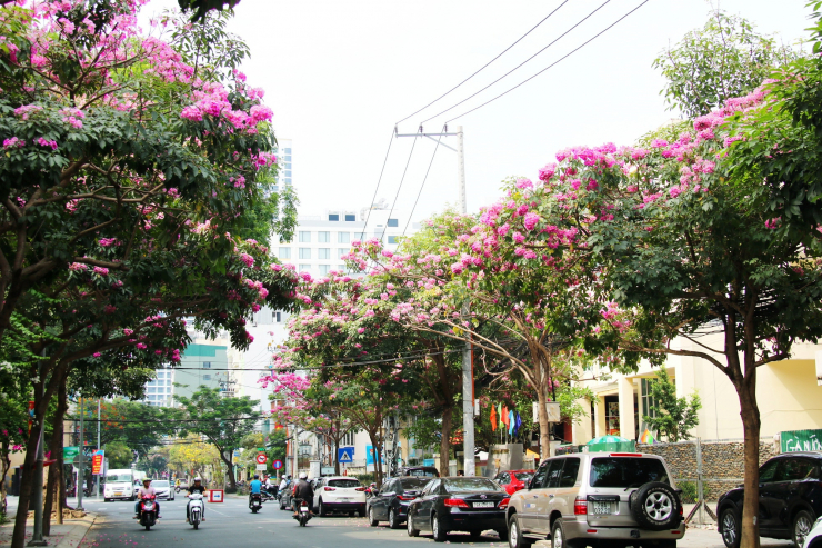 Kèn hồng nở hoa tươi thắm dọc hai bên đường Hoàng Hoa Thám, TP. Nha Trang.
