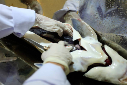 Thị trường - Tiêu dùng - Thứ "đại bổ" của con cá nhiều người bỏ đi, nay thành đặc sản đắt đỏ, giá 9 triệu/kg