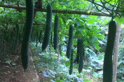 Thị trường - Tiêu dùng - Một cân bí xanh giá không bằng cốc trà đá, người trồng "méo mặt"