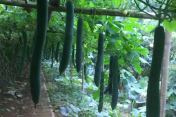 Một cân bí xanh giá không bằng cốc trà đá, người trồng "méo mặt"