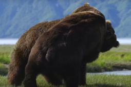 Media - Cặp gấu "khủng" quyết chiến dữ dội trên cánh đồng