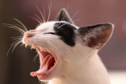 Chuyên mục test - Test box textlink