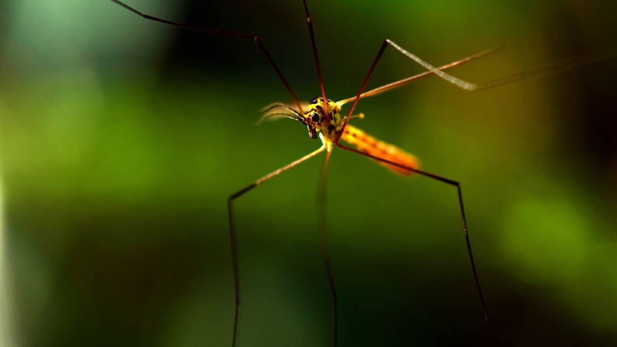 Những mẹo hay đuổi muỗi hiệu quả trong mùa hè, phòng tránh bệnh sốt xuất huyết - 2