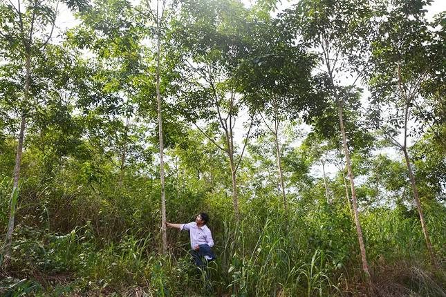 Một khoảnh rừng cao su ở huyện Bảo Lâm