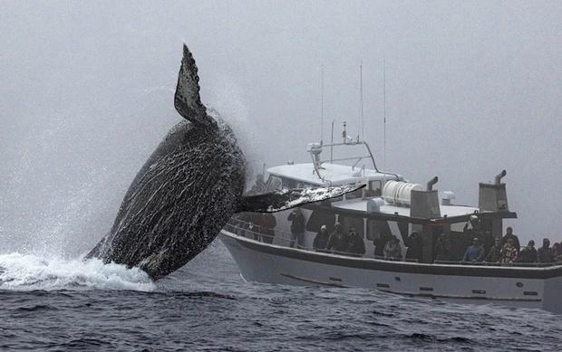Hình ảnh cá voi lưng gù nhảy lên khỏi mặt nước. Ảnh: Daily Mail
