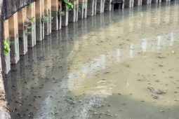 Sau trận mưa lớn, cá nổi “đặc nước” trên kênh