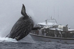 Thế giới - Cảnh tượng ngỡ chỉ có trong phim bất ngờ xuất hiện ở vùng biển gần Vịnh Monterey khiến nhiều người sửng sốt