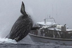 Cảnh tượng ngỡ chỉ có trong phim bất ngờ xuất hiện ở vùng biển gần Vịnh Monterey khiến nhiều người sửng sốt