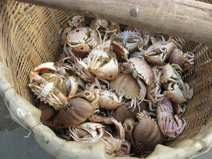 Nếu nhìn sơ qua thì cúm núm có hình dáng giống ghẹ nhưng mai có màu xanh lốm đốm nâu cùng với phần bụng màu trắng sữa.
