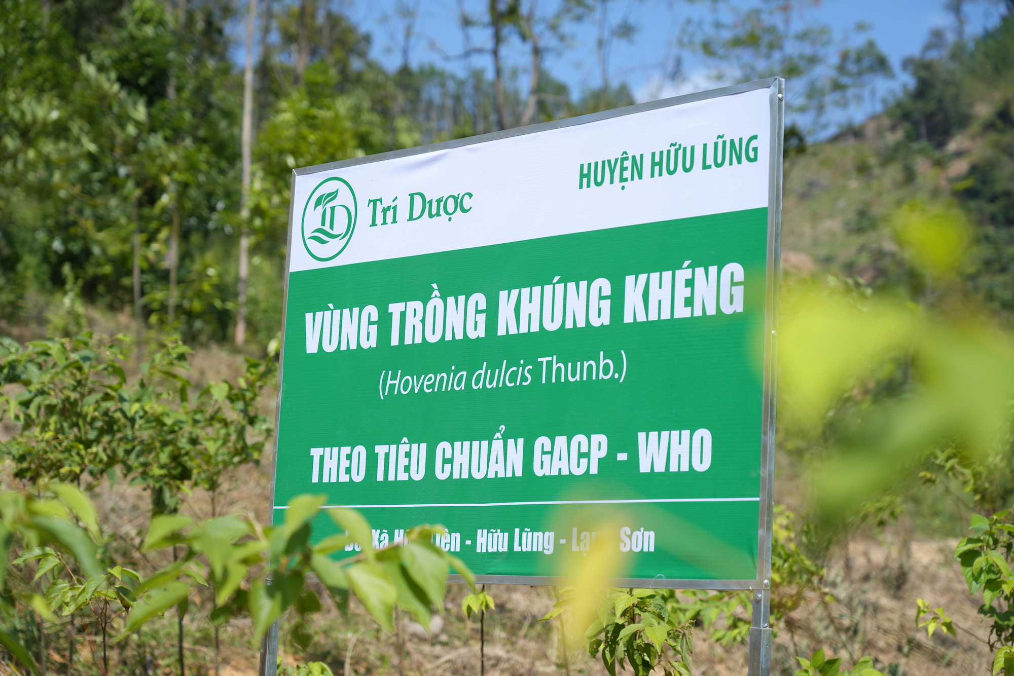 Trí Dược – Đơn vị tiên phong&nbsp;xây dựng vùng trồng khúng khéng theo tiêu chuẩn GACP-WHO