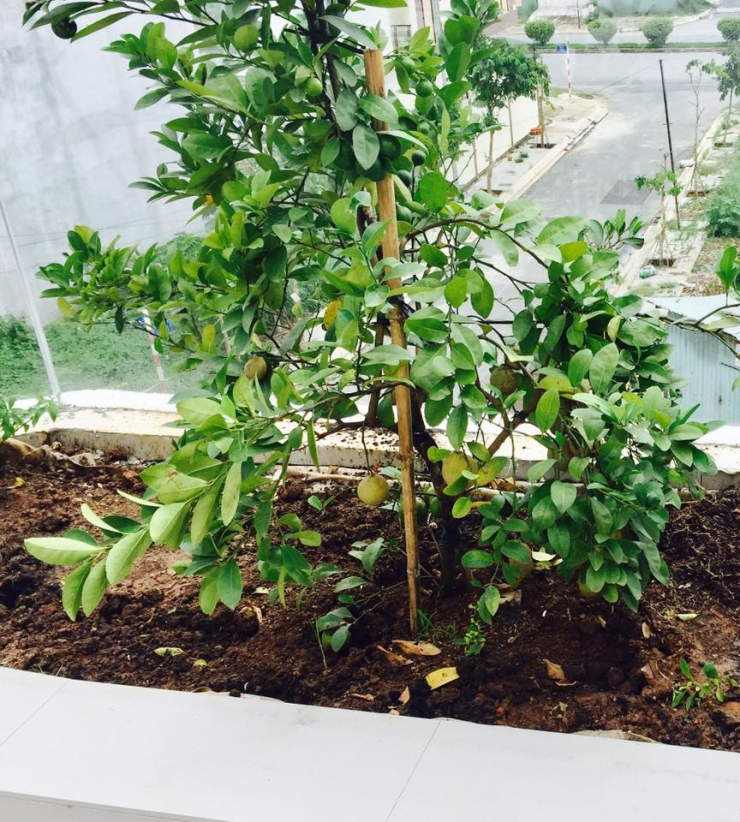 Không gian xanh mướt khiến vợ chồng đạo diễn &#34;Lật mặt 6&#34; quyết rời bỏ ngôi nhà 2 triệu đô ra ngoại thành sinh sống - 20