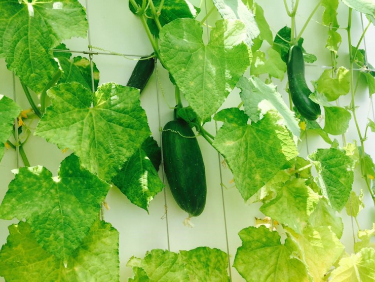 Không gian xanh mướt khiến vợ chồng đạo diễn "Lật mặt 6" quyết rời bỏ ngôi nhà 2 triệu đô ra ngoại thành sinh sống - 9