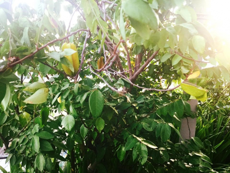 Không gian xanh mướt khiến vợ chồng đạo diễn "Lật mặt 6" quyết rời bỏ ngôi nhà 2 triệu đô ra ngoại thành sinh sống - 10