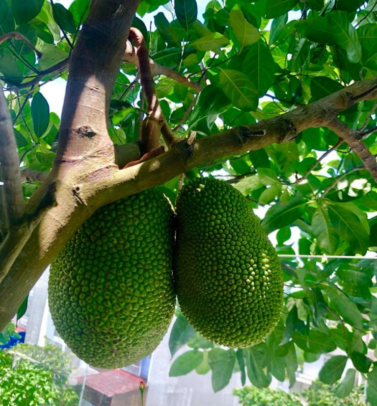 Không gian xanh mướt khiến vợ chồng đạo diễn "Lật mặt 6" quyết rời bỏ ngôi nhà 2 triệu đô ra ngoại thành sinh sống - 11