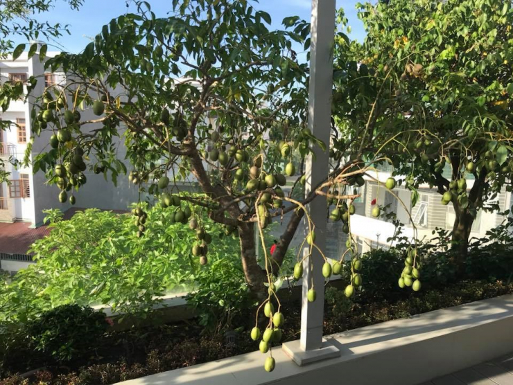 Không gian xanh mướt khiến vợ chồng đạo diễn "Lật mặt 6" quyết rời bỏ ngôi nhà 2 triệu đô ra ngoại thành sinh sống - 13