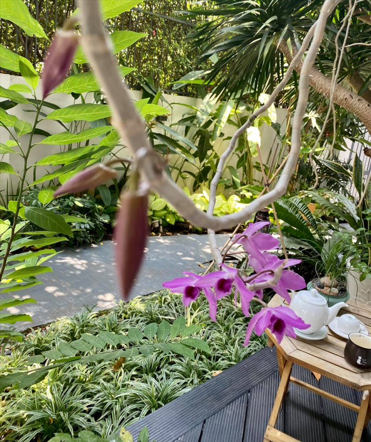 Không gian xanh mướt khiến vợ chồng đạo diễn "Lật mặt 6" quyết rời bỏ ngôi nhà 2 triệu đô ra ngoại thành sinh sống - 15