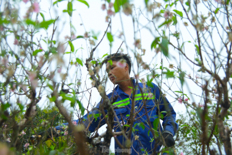 Dịch vụ trồng đào thuê tất bật sau Tết - 10
