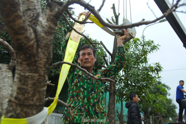 Ông Hồng cho biết, không chỉ ông mà có rất nhiều nhà vườn làm dịch vụ trồng đào thuê. Nhu cầu của người dân rất cao nhưng nhiều nhà vườn phải hạn chế nhận. Họ phải tuyển chọn kỹ những gốc đào khỏe mạnh, đảm bảo sinh trưởng tốt thì mới đồng ý trồng để làm sao cho ra hoa đúng dịp tết.