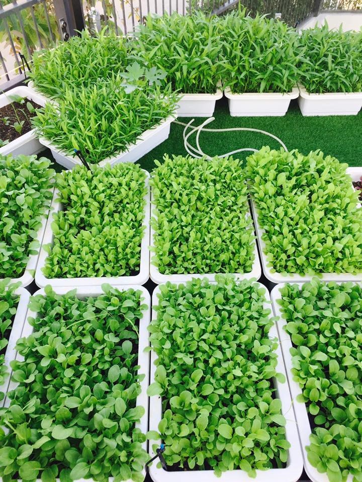 Không gian xanh mướt khiến vợ chồng đạo diễn &#34;Lật mặt 6&#34; quyết rời bỏ ngôi nhà 2 triệu đô ra ngoại thành sinh sống - 17