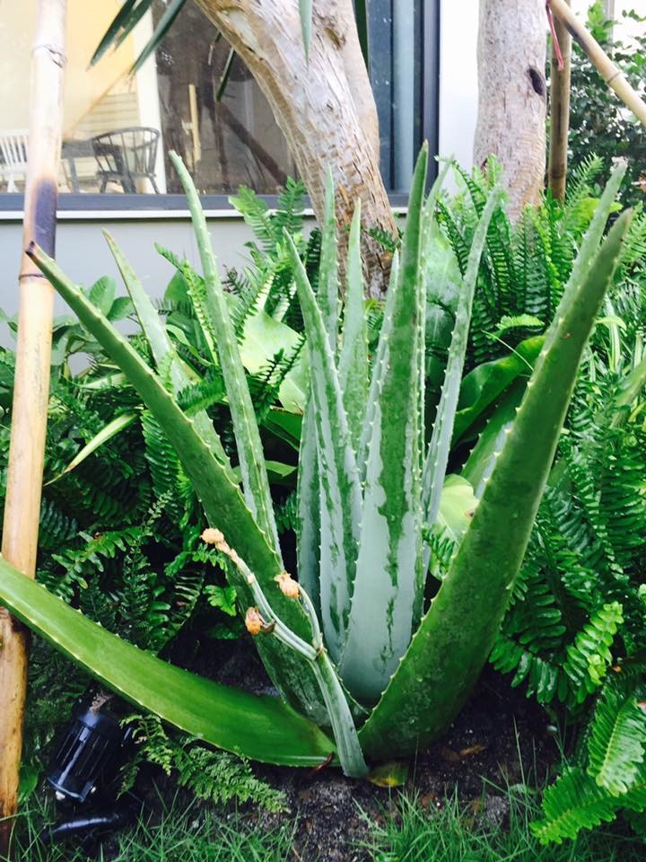 Không gian xanh mướt khiến vợ chồng đạo diễn "Lật mặt 6" quyết rời bỏ ngôi nhà 2 triệu đô ra ngoại thành sinh sống - 5