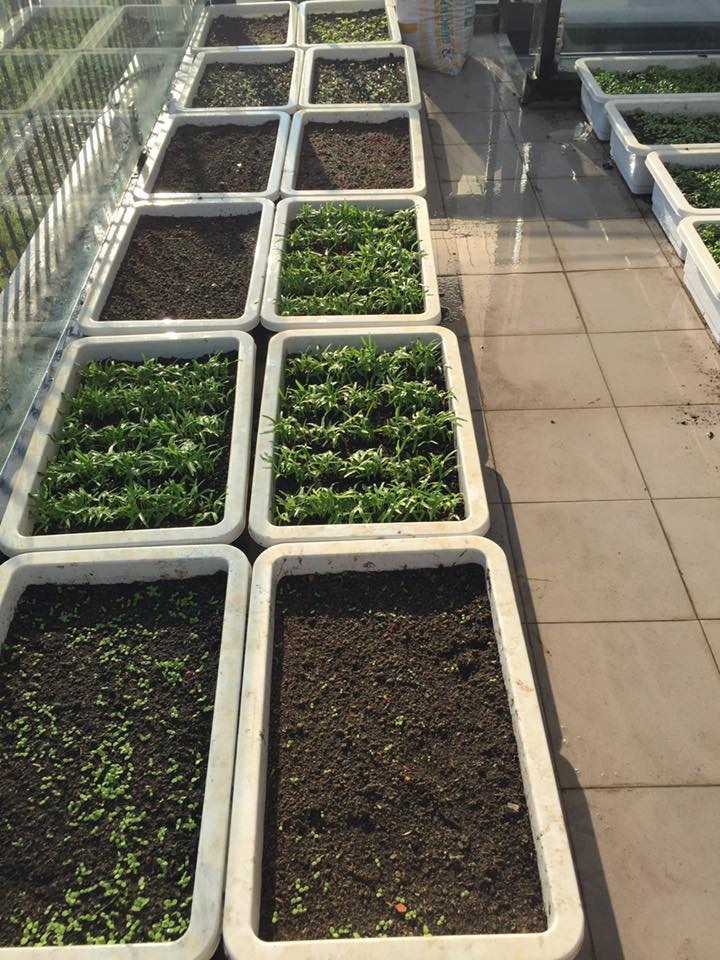 Không gian xanh mướt khiến vợ chồng đạo diễn "Lật mặt 6" quyết rời bỏ ngôi nhà 2 triệu đô ra ngoại thành sinh sống - 4