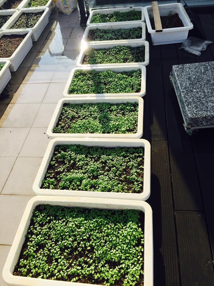 Không gian xanh mướt khiến vợ chồng đạo diễn "Lật mặt 6" quyết rời bỏ ngôi nhà 2 triệu đô ra ngoại thành sinh sống - 6