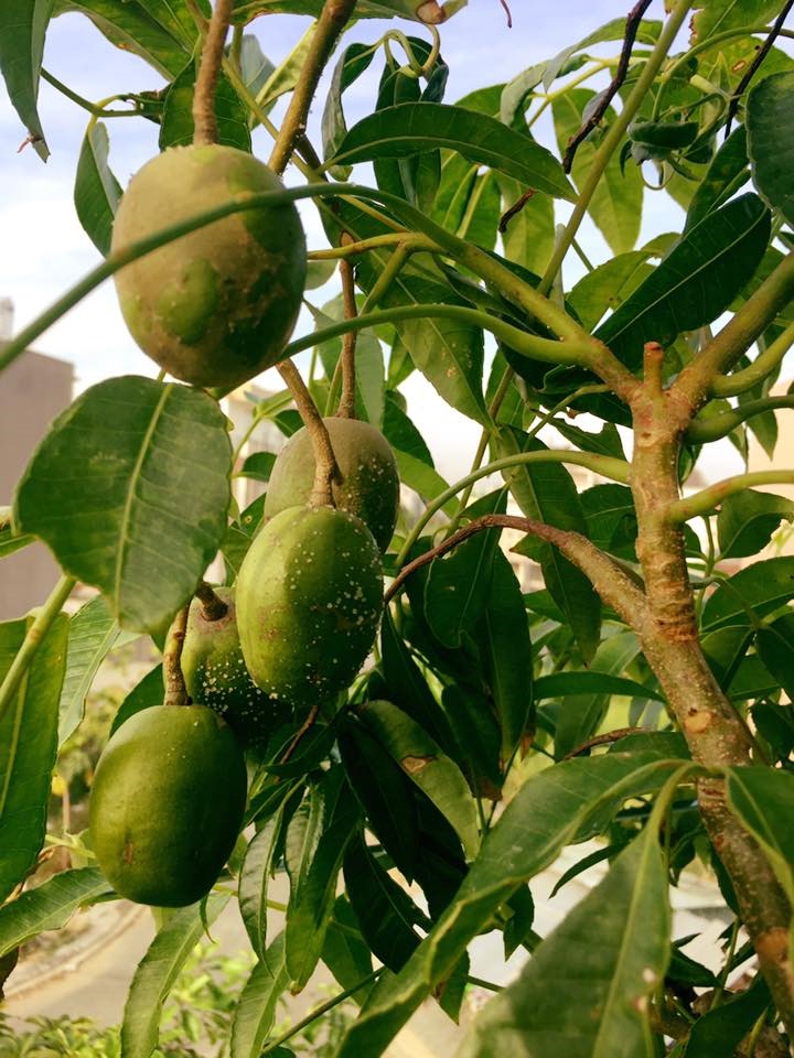 Không gian xanh mướt khiến vợ chồng đạo diễn "Lật mặt 6" quyết rời bỏ ngôi nhà 2 triệu đô ra ngoại thành sinh sống - 7