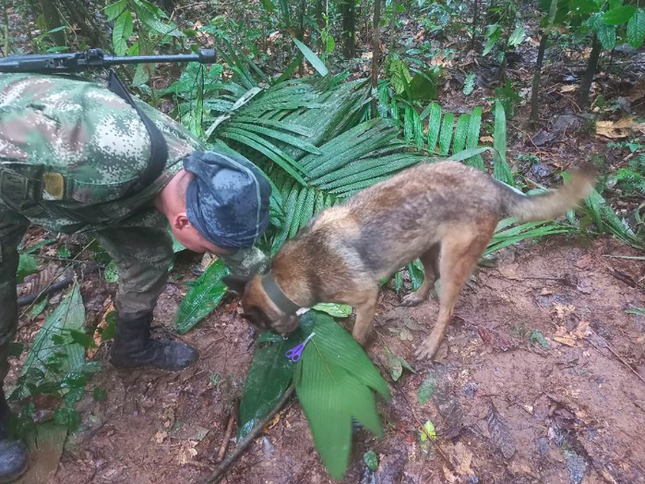 Bốn đứa trẻ Colombia sống sót trong rừng rậm suốt 2 tuần sau tai nạn máy bay - 1