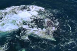 VIDEO: Cá voi xám chiến đấu chống lại 30 con cá voi sát thủ
