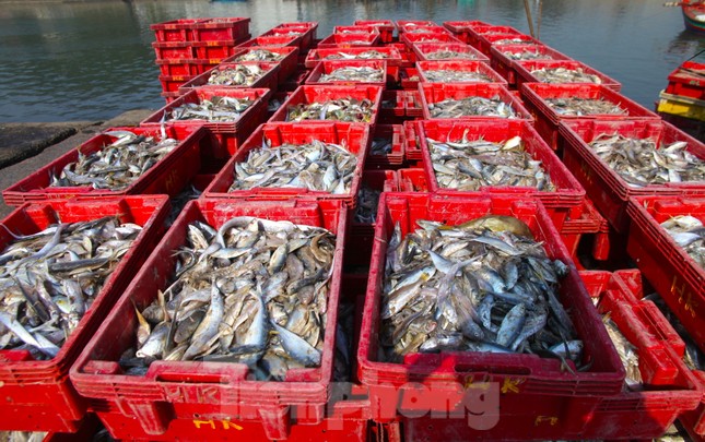 Nhiều ngư dân ở thị xã Cửa Lò (Nghệ An) cho hay, đầu năm mới này thời tiết thuận lợi, các tàu thuyền ra khơi đánh bắt đều trúng đậm. Có nhiều tàu lớn thu hoạch được cả chục đến cả trăm triệu đồng mỗi đêm.